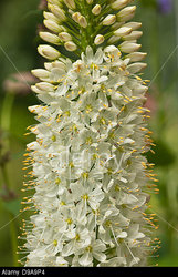 Eremurus wholesale flowers in Wast delhi