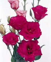 Eustoma Andmanymor wholesale flowers in Wast delhi