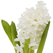 Hyacinthus wholesale flowers in Wast delhi