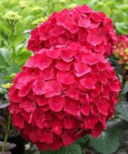 Hydrangea wholesale flowers in West delhi, north delhi, south west delhi