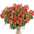 Hypericum wholesale flowers in West delhi, north delhi, south west delhi