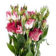 Eustoma Andmanymor wholesale flowers in West delhi, north delhi, south w