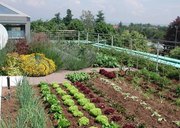 Terrace Vegetable Garden In Chandigarh