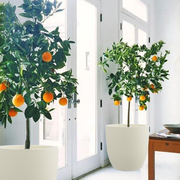 Add Awesome Appearance At Home with Artificial Plants