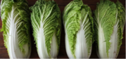 Celery Cabbage (Chinese Cabbage) By Wholesale - For Export