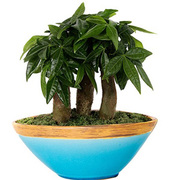 Bonsai Plants Supplier,  Air Purifier Plants Manufacturer.