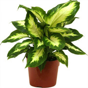  Bonsai Plants Supplier,  Air Purifier Plants Manufacturer,  Green India