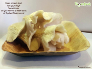 Oyster Mushrooms | veganfresh.in
