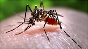 what we can do to ensure mosquito free surroundings