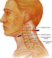 Cervical Spine Surgery in India to Cure Disorders of Cervical Spine  DESCRIPTION:- 