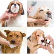 Pet Clinic in Gurgaon with Best Offers