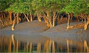 Sunderbans Tour Packages