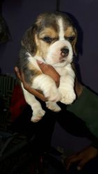 Beagle puppies available with best pedigree and out of import parents 