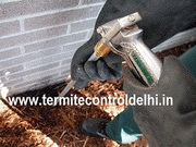 Are Looking for Termite Control Service in South Delhi