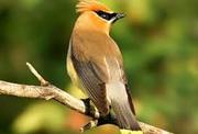 Bird Watching Activities in Andaman