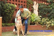 Best ENERGY/REIKI HEALING For Dog in South Delhi