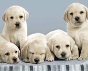 Taskeen Kennel Labrador Pups Available For Sale