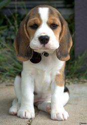 Beagle Pups For Sale Taskeen Kennel 