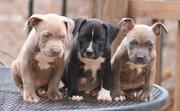 PitBull Pups For Sale Taskeen Kennel