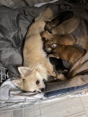 Import Lines Chihuahua Pups For Sale And Grooming spa
