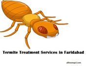 Looking for the Best Termite Treatment Services in Faridabad 