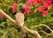 India birding tours