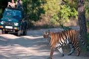 Tiger safari tours in India