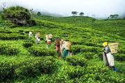 Tea tasting Tour in India