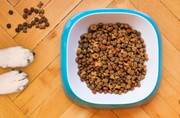 Basic Guide for choosing Dog Food