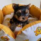 Top Quality Male and Female Teacup YORKIE For Sale