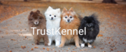 Trust Kennel Culture Pom Puppies Available 