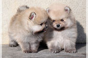 Trust Kennel Culture Pom Pups Available Here In Delhi