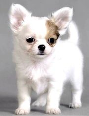 Trust Kennel Offers Chihuahua Pups For Sale Delhi
