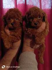 Poodle Pups Available Here Trust Kennel