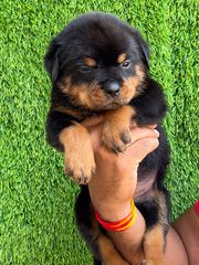 Rottweiler Pups Available Here Trust Kennel