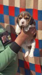 Trust Kennel Beagle Pups Available In Delhi 