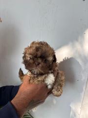 Havanese Pups For Sale Trust Kennel
