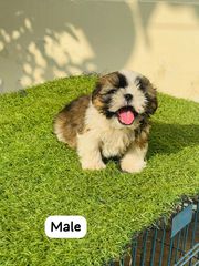 LhasaApso Pups Available Here Trust Kennel Delhi 