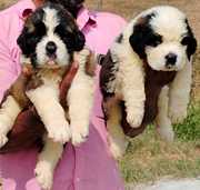 St. Bernard Pups Available Here Trust Kennel Delhi