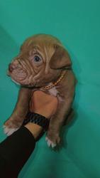 American Bully Pups Available Here Trust Kennel 