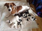 Jack Russell Pups Available Here Trust Kennel 