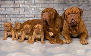 French Mastiff Pups Available Here Trust Kennel 