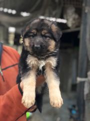 Trust Kennel Offers German Shepherd Pups For Sale