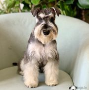 Schnauzer Pups Available Here Trust Kennel 