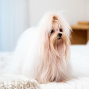 Trust Kennel Maltese Pups Available Here In Delhi 