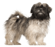 Trust Kennel Lhasa Apso Pups Available Here 