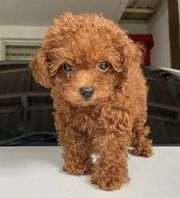 Trust Kennel Toy Poodle Pups Available Here in Delhi 