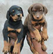 Trust Kennel Euro.Lines Doberman Pups Available Here In Delhi 