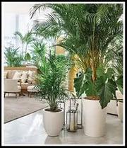 Buy Artificial Tree from No1. Manufacturers in India