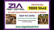 Rodent Control | Best Pest Control Service in Bangalore | Call Us Toda